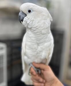 Cockatoo
