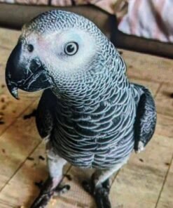 Alternative view of Lucy