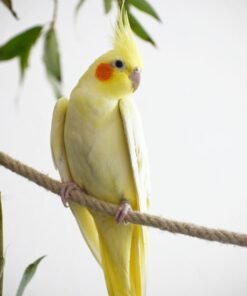 Cockatiel