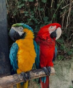 macaw