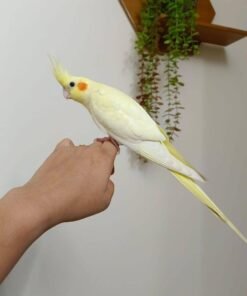 Alternative view of Lola